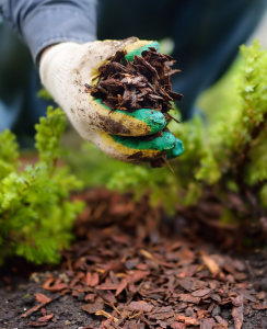 Mulch