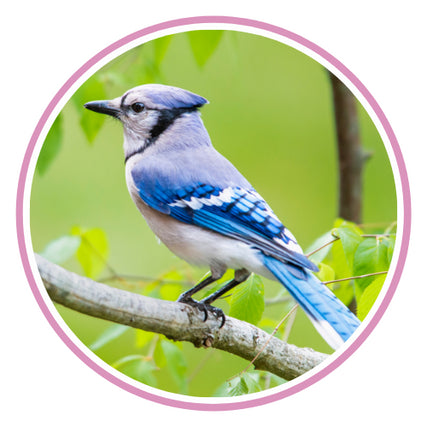 Wild Bird SuppliesBlue jay