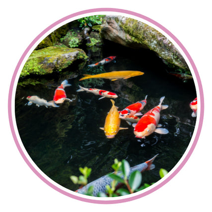 Ponds & Water GardensKoi fish in pond