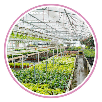 Nursery GuidePlant nursery
