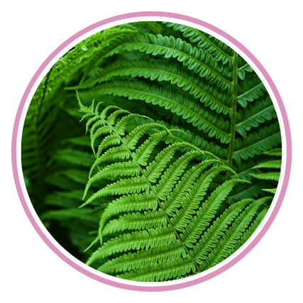 Fern GuideFern
