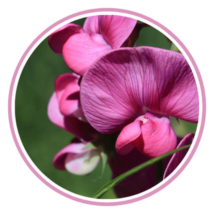 Perennial GuidePerennial