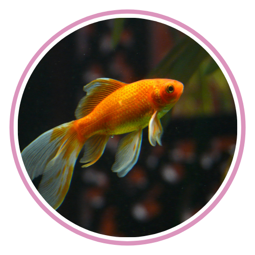 Goldfish
