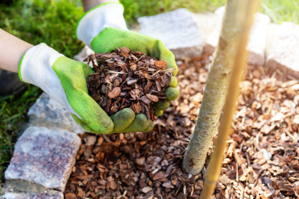 Gardener holding mulch