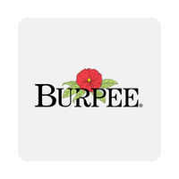 Burpee